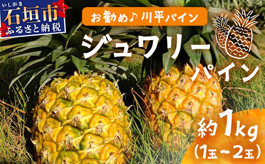 【予約受付】ジュワリーパイン1ｋｇ（1～2玉）お勧め♪川平パイン《2025年7月～8月頃順次発送》KN-1