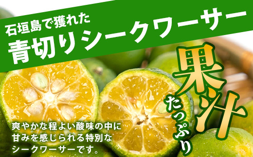 《2025年7月以降順次発送》【先行予約】こだわりの青切りシークワーサー 900g 約30〜40個 【 産地直送 沖縄 石垣島 石垣 八重山 シークワーサー 柑橘 フルーツ くだもの 果物 】TF-7-1