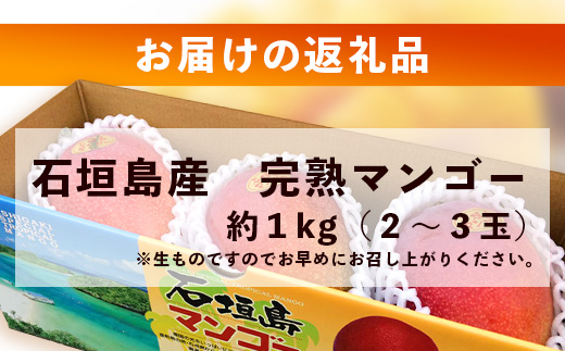 2025年発送分【先行予約】石垣島産《樹齢30年》マンゴー (アーウィン種) 約1kg(2～3玉)《2025年6月中旬頃より順次発送》TP-1