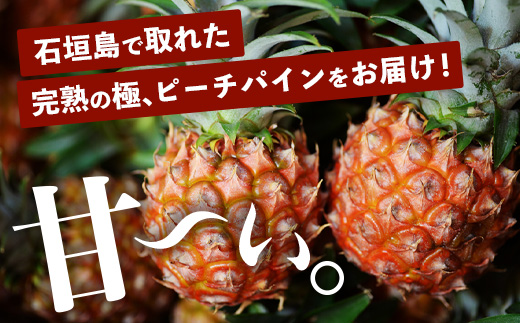 《2025年4月～6月順次発送》【先行予約】完熟の極 石垣島産パイナップル　超大満足の食べ比べセット　スナック＆ピーチ＆ジュワリー3種の食べ比べセット【 沖縄 石垣 ピーチ スナック ジュワリー パイン パイナップル 完熟 セット フルーツ デザート 食べ比べ 3種 】 TF-34