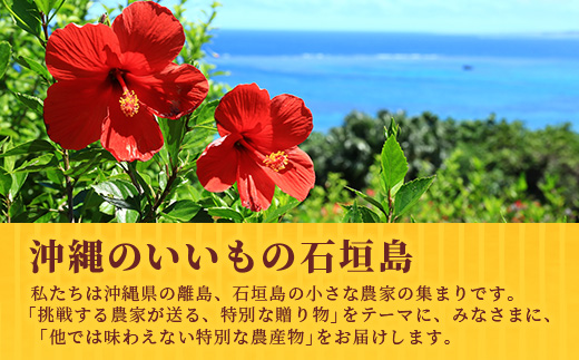 《2025年6月～8月順次発送》【先行受付】希少！濃厚！「枝元完熟・てのひらジュワリーパイン」 OI-5