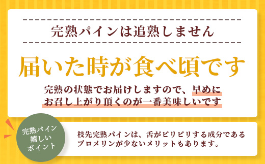 《2025年6月～8月順次発送》【先行受付】希少！濃厚！「枝元完熟・てのひらジュワリーパイン」 OI-5