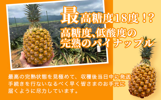 《2025年4月～6月発送予定》最高糖度18度！？ 石垣島産完熟スナックパイン 2個セット 【 沖縄県 石垣市 石垣島 完熟 パイン パイナップル スナック 産地直送 】TF-23