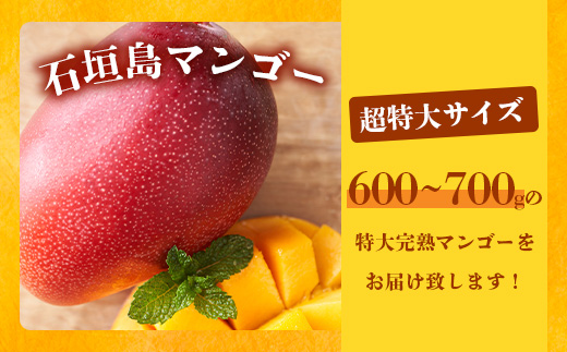 《2025年6月下旬～7月発送》【先行予約】最高糖度20度！？ まるで恐竜の卵！？完熟超特大マンゴー1個入り【 沖縄 石垣 八重山 マンゴー 完熟 期間限定 数量限定 特大 大玉 】TF-29