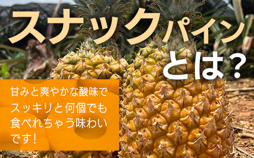 《2025年4月以降順次発送》完熟スナックパイン果汁100％！！の濃厚ジュース300ml×3パックをお届け！【 沖縄県 石垣 完熟 パイン パイナップル スナック 果汁 100％ 】TF-43