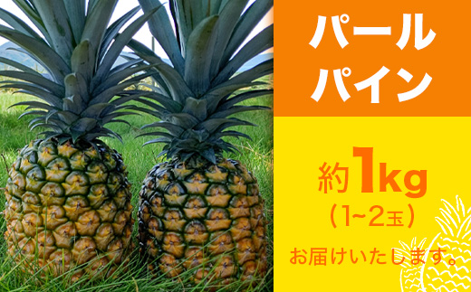 【予約受付】パールパイン1ｋｇ（1～2玉）お勧め♪川平パイン《2025年7月～8月頃順次発送》KN-2