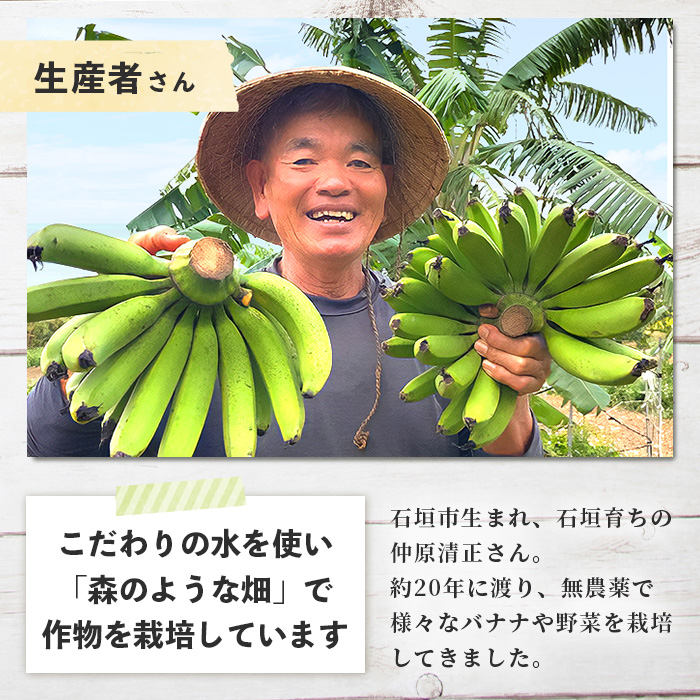 希少！こだわりの水を使い「森ような畑」で栽培する、仲原さんのバナナ【 沖縄県石垣市 沖縄 石垣 石垣島 石垣島産 バナナ ばなな 農薬不使用 化学肥料不使用 離島のいいもの 沖縄いいもの石垣島 】OI-16