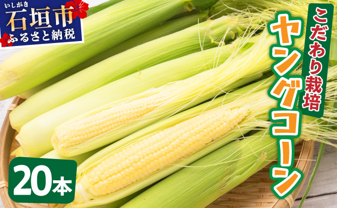 【先行予約2025年12月-2026年4月】 1番遅くて1番早い⁉ 朝採れプレミアムヤングコーンを皮付きのまま20本お届け！！