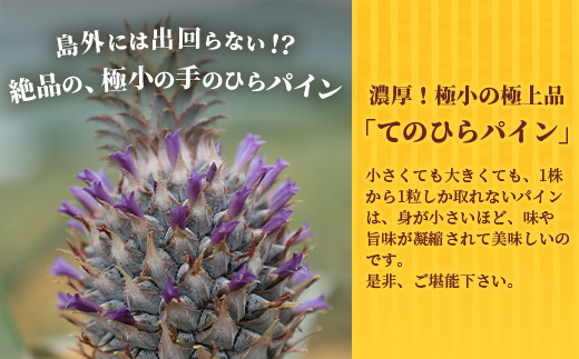 《2025年6月～8月順次発送》【先行受付】希少！濃厚！「枝元完熟・てのひらジュワリーパイン」 OI-5