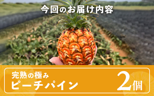 《2025年4月以降順次発送》最高糖度20度！？ 完熟の極 石垣島産パイナップル ピーチパイン2個セット【 沖縄 石垣島 石垣 八重山 パイン ピーチパイン 期間限定 数量限定 沖縄県 石垣島産 】TF-19-1