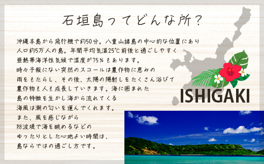 【2024年12月中旬から順次発送】島らっきょう（皮むき済み）300ｇ（100ｇ×3袋入り）KA-1