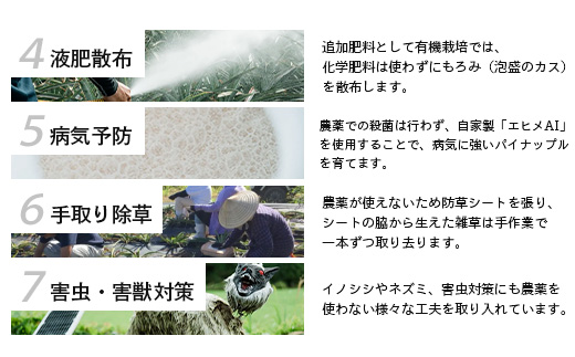 【予約受付】石垣島産　有機パイナップル・ハワイ種 3玉（約2.8kg前後）〈常温〉《7月上旬～順次発送予定》｜パイナップル パインアップル 石垣島パイン フルーツ 果物 くだもの 南国フルーツ 国産パイン　E-39