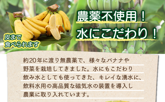 希少！こだわりの水を使い「森ような畑」で栽培する、仲原さんのバナナ【 沖縄県石垣市 沖縄 石垣 石垣島 石垣島産 バナナ ばなな 農薬不使用 化学肥料不使用 離島のいいもの 沖縄いいもの石垣島 】OI-16