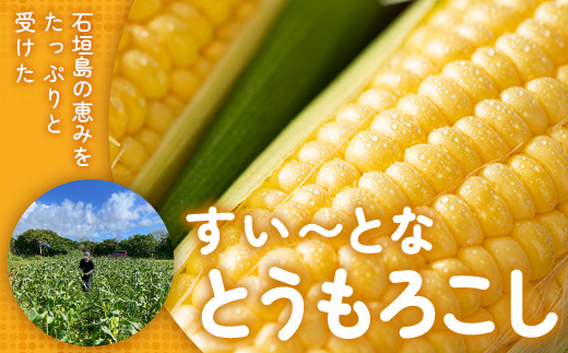 【予約受付】スイートコーン すいーとかよちゃんファームのとうもろこし 10本《2025年1月中旬～5月末順次発送予定》【 沖縄 石垣 野菜 やさい コーン 甘い トウモロコシ コーン 産地直送 】KF-1