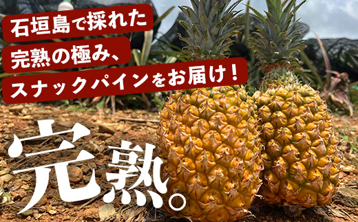 《2025年4月～6月順次発送》【先行予約】完熟の極 石垣島産パイナップル　超大満足の食べ比べセット　スナック＆ピーチ＆ジュワリー3種の食べ比べセット【 沖縄 石垣 ピーチ スナック ジュワリー パイン パイナップル 完熟 セット フルーツ デザート 食べ比べ 3種 】 TF-34