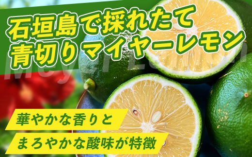 《2024年9月以降順次発送》こだわりの青切りマイヤーレモン 約1kg (6～9個) 【 沖縄 石垣 数量限定 フルーツ レモン マイヤー メイヤー 】TF-26