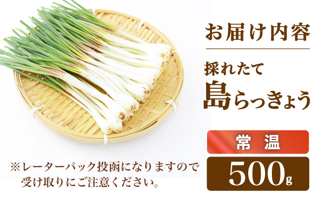 ≪2026年2月下旬〜5月下旬発送≫採れたて島らっきょう 500g【 沖縄県 石垣市 野菜 らっきょう 島らっきょう おつまみ 採れたて 料理 漬物 天ぷら おかぴ農園 産地直送 】OK-01