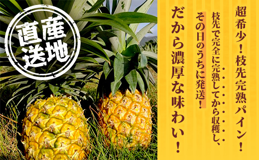 《2025年6月～8月順次発送》【先行受付】希少！濃厚！「枝元完熟・てのひらジュワリーパイン」 OI-5