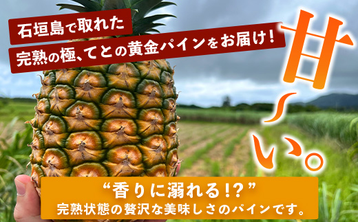 《2025年5月中旬以降順次発送》香りに溺れる！？ 完熟の極 てとの黄金パイン大玉約4kg【 沖縄 石垣 ゴールデン 黄金 パイン パイナップル 完熟 大玉 セット フルーツ デザート 】 TF-25-1