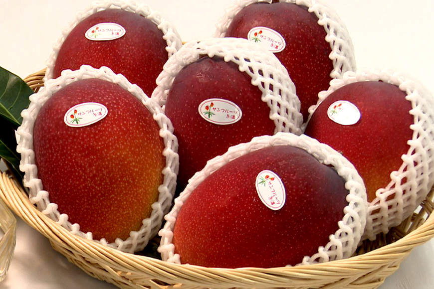 【 先行予約 2026年 発送 】 沖縄県知事賞4度受賞 サンフルーツ糸満 マンゴー 秀品 1kg アップルマンゴー アーウィンマンゴー 国産 完熟マンゴー 果物 南国 くだもの フルーツ 完熟 夏 旬 特産品 沖縄 お取り寄せ お土産 甘い 濃厚 沖縄県 糸満市