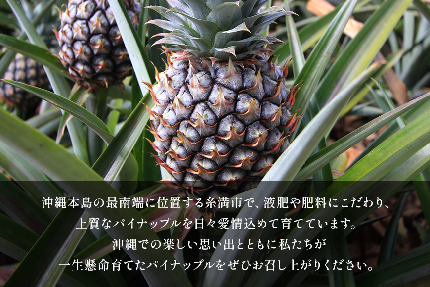 Nパイン2玉　自然の恵み詰まったパイナップル