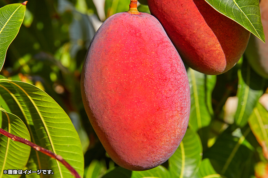 【 先行予約 2026年 発送 】 沖縄県知事賞4度受賞 サンフルーツ糸満 マンゴー 秀品 1kg アップルマンゴー アーウィンマンゴー 国産 完熟マンゴー 果物 南国 くだもの フルーツ 完熟 夏 旬 特産品 沖縄 お取り寄せ お土産 甘い 濃厚 沖縄県 糸満市