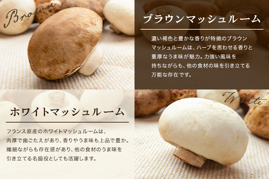 島人マッシュルームセット（ホワイト・ブラウン100g×２セット）