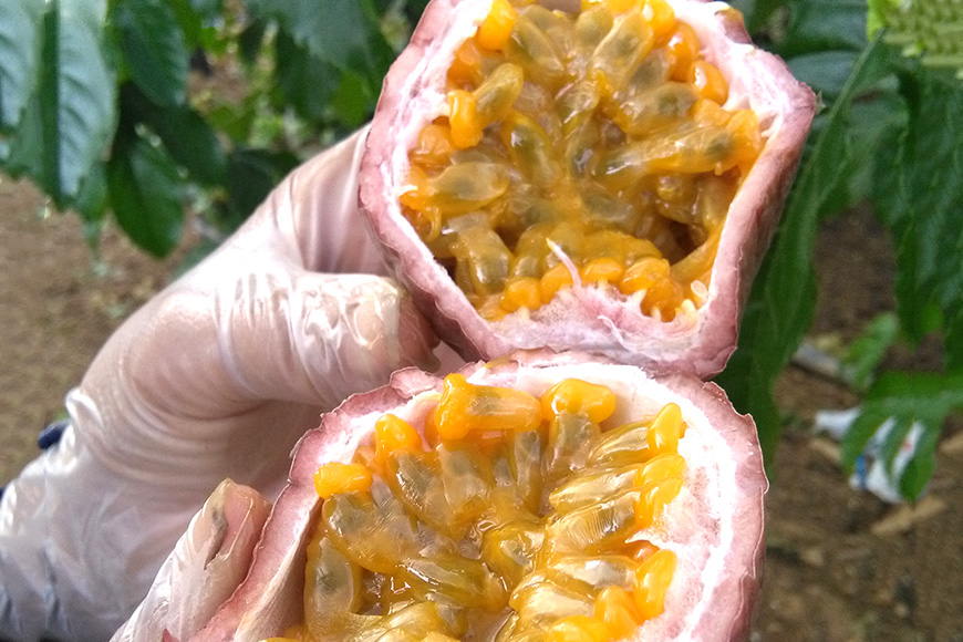 ãå
è¡äºçŽ 2026幎çºéãå°æ± ããå®¶ã® ããã·ã§ã³ãã«ãŒã çŽ 8kg æç© ãã«ãŒã ãã ãã® 8ãã æ²çž æå® ååœãã«ãŒã æ²çžçç£ çŸå³ãã çã ããŸã é
žå³ ç£å°çŽé 蟲家çŽé ç£çŽ å€§å®¹é æ²çžç 糞æºåž