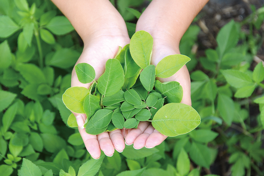 ã¹ãŒããŒããŒã ãã¢ãªã³ã¬ã®ã¢ãªã ã¢ãªã³ã¬ããŠã㌠30gÃ2å æ²çžçç£ ã¢ãªã³ã¬ 100% ç²æ« ããŠããŒ éæ± ã³ã¬ã¹ãããŒã« è¡ç³å€ é«è¡å§ 察ç βã«ããã³ å¥åº·é£å æ é€è£å© ç¡éŠæ ç¡çè² æ²çžç 糞æºåž