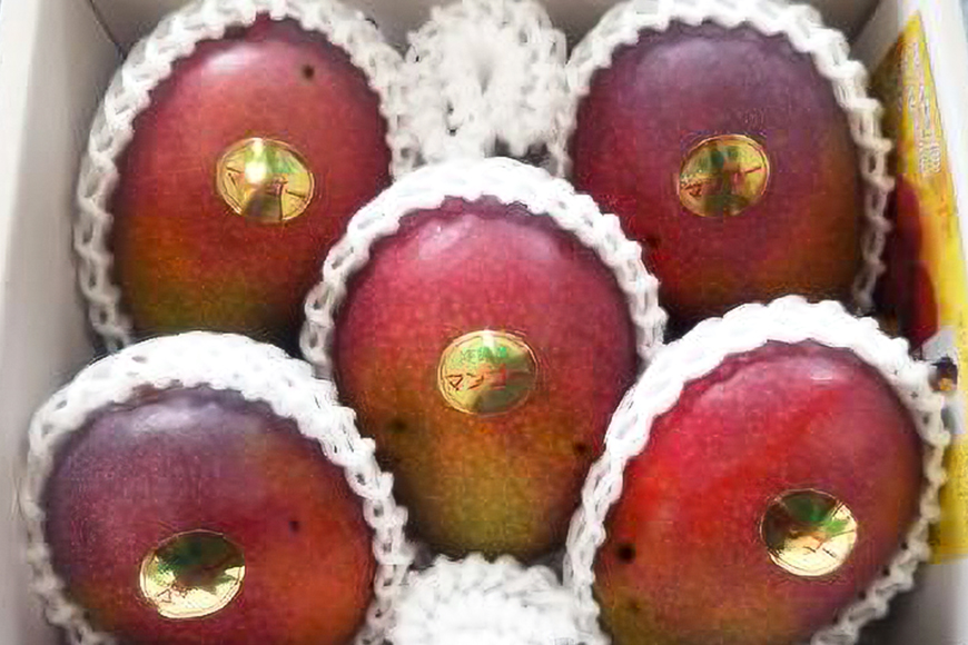 【先行予約 2026年 発送】かねよしマンゴーの甘くとろける マンゴー 1kg 家庭用 沖縄県産 アップルマンゴー アーウィンマンゴー 国産 完熟マンゴー 果物 南国 くだもの フルーツ 完熟 夏 旬 特産品 沖縄 お取り寄せ お土産 甘い 濃厚 糸満市