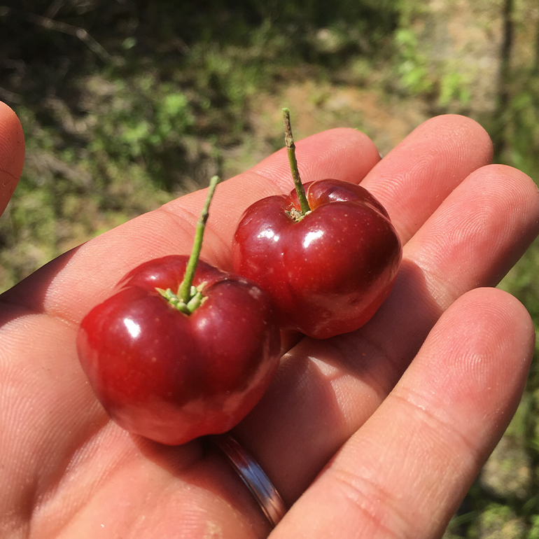 ãå
è¡äºçŽ 2026幎 çºéãç±åž¯ææš¹åå°æ± ããå®¶ ãä»»ã ã»ãã ïŒæ¢
ïŒ ãã«ãŒããã¿ãŒ å€§ç¶ 1åå
¥ã æ²çž æ¬ ãã«ãŒã è¬å³ ããŒã éè ããã ãä»»ãã»ãã æç© ãã¿ãŒ è©°ãåãã ããã·ã§ã³ãã«ãŒã ãã³ãŽãŒ ã©ã€ã æ¬ã®æç© ããŸãã