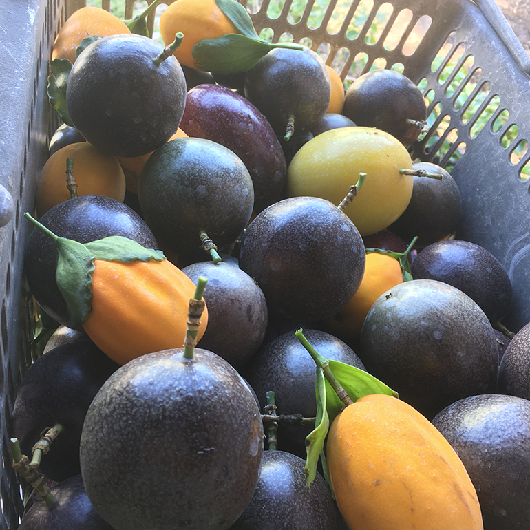 ãå
è¡äºçŽ 2026幎 çºéãç±åž¯ææš¹åå°æ± ããå®¶ ãä»»ã ã»ãã ïŒæŸïŒ ãã«ãŒããã¿ãŒ å€§ç¶ 5åå
¥ã æ²çž æ¬ ãã«ãŒã è¬å³ ããŒã éè ããã ãä»»ãã»ãã æç© ãã¿ãŒ è©°ãåãã ããã·ã§ã³ãã«ãŒã ãã³ãŽãŒ ã©ã€ã æ¬ã®æç© ããŸãã