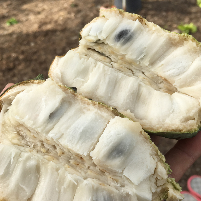 ãå
è¡äºçŽ 2026幎 çºéãç±åž¯ææš¹åå°æ± ããå®¶ ãä»»ã ã»ãã ïŒæ¢
ïŒ ãã«ãŒããã¿ãŒ å€§ç¶ 1åå
¥ã æ²çž æ¬ ãã«ãŒã è¬å³ ããŒã éè ããã ãä»»ãã»ãã æç© ãã¿ãŒ è©°ãåãã ããã·ã§ã³ãã«ãŒã ãã³ãŽãŒ ã©ã€ã æ¬ã®æç© ããŸãã