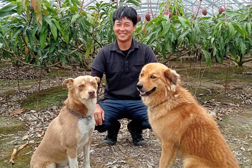 【先行予約 2026年 発送】かねよしマンゴーの甘くとろける マンゴー 1kg 家庭用 沖縄県産 アップルマンゴー アーウィンマンゴー 国産 完熟マンゴー 果物 南国 くだもの フルーツ 完熟 夏 旬 特産品 沖縄 お取り寄せ お土産 甘い 濃厚 糸満市