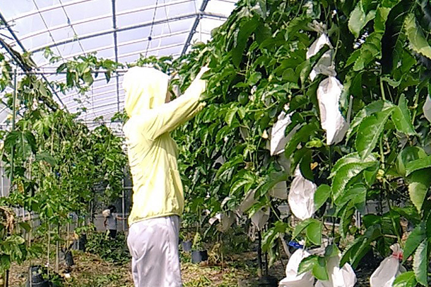 ãå
è¡äºçŽ 2026幎çºéãå°æ± ããå®¶ã® ããã·ã§ã³ãã«ãŒã çŽ 3kg ( 30ç ä»¥äž ïŒ æç© ãã«ãŒã ãã ãã® 3ãã æ²çž æå® ååœãã«ãŒã æ²çžçç£ çŸå³ãã çã ããŸã çã¿ é
žå³ çœãã ç£å°çŽé 蟲家çŽé ç£çŽ å®¶åºçš æ²çžç 糞æºåž