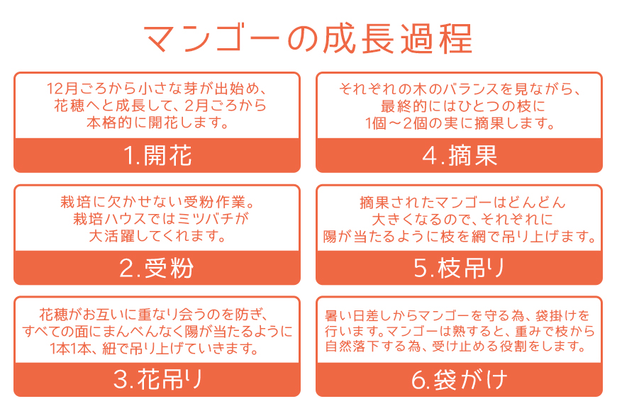 【2025年発送】沖縄県知事賞４度受賞（サンフルーツ糸満）マンゴー約1kg