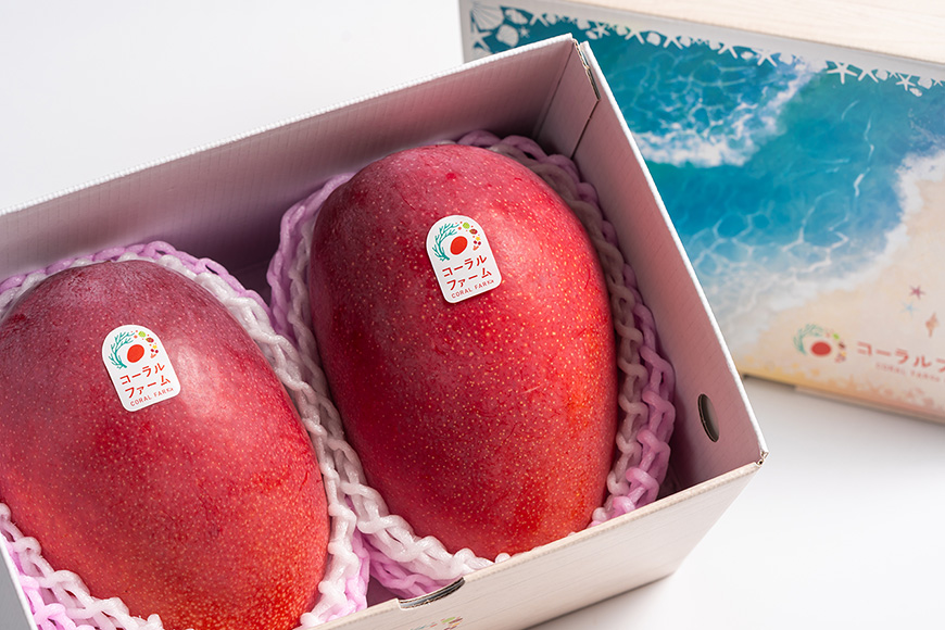 【 先行予約 2026年 発送 】コーラルファーム アップルマンゴー 1kg (2〜3玉) 秀品 沖縄県産 マンゴー アーウィンマンゴー 1キロ 国産 完熟マンゴー 果物 くだもの フルーツ 完熟 夏 沖縄 お取り寄せ ギフト 産地直送 農家直送 糸満市