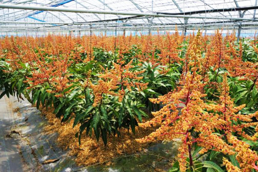 ã å
è¡äºçŽ 2026幎 çºé ã ã«ãã·ããã³ãŽãŒèŸ²å å®çãã³ãŽãŒ èŽççš ãã³ãŽãŒ æ²çžçç£ ãã³ãŽãŒ 2kg ã¢ããã«ãã³ãŽãŒ ã¢ãŒãŠã£ã³ãã³ãŽãŒ åœç£ å®çãã³ãŽãŒ æç© ååœ ãã ãã® ãã«ãŒã å®ç å€ æ¬ æ²çž ãåãå¯ã çã æ¿å 糞æºåž