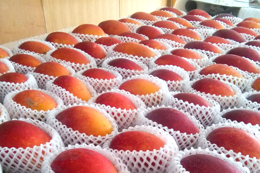 ã2026幎çºéãå°æ± ããå®¶ãäžå¯§ã«è²ãŠã ã¢ããã«ãã³ãŽãŒ 2kg æ²çžçç£ ãã³ãŽãŒ ã¢ãŒãŠã£ã³ãã³ãŽãŒ 2ãã åœç£ å®çãã³ãŽãŒ æç© ååœ ãã ãã® ãã«ãŒã å®ç å€ æ¬ æ²çž ãåãå¯ã ç£å°çŽé 蟲家çŽé çã æ¿å 糞æºåž