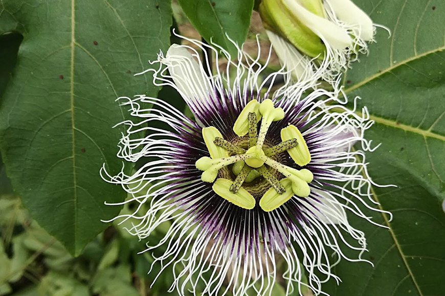 【 期間限定 2026年 発送 】 糸満産 糸ちゃん パッションフルーツ ＜ 家庭用 ／ 1kg ＞ 果物 フルーツ くだもの 1キロ 数量限定 沖縄 果実 南国フルーツ 沖縄県産 美味しい 甘い あまい 甘み 酸味 爽やか 産地直送 農家直送 産直 沖縄県 糸満市