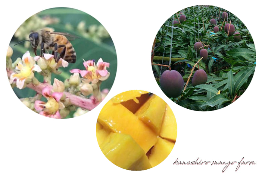 ã å
è¡äºçŽ 2026幎 çºé ã ã«ãã·ããã³ãŽãŒèŸ²å å®çãã³ãŽãŒ èŽççš ãã³ãŽãŒ æ²çžçç£ ãã³ãŽãŒ 2kg ã¢ããã«ãã³ãŽãŒ ã¢ãŒãŠã£ã³ãã³ãŽãŒ åœç£ å®çãã³ãŽãŒ æç© ååœ ãã ãã® ãã«ãŒã å®ç å€ æ¬ æ²çž ãåãå¯ã çã æ¿å 糞æºåž