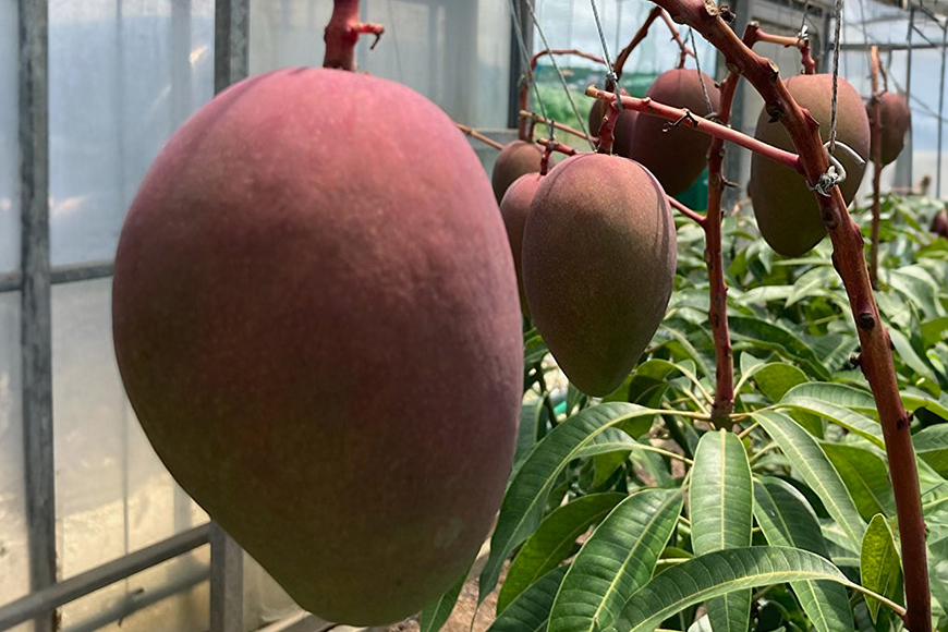 【 先行予約 2026年 発送】 沖縄の太陽を浴びた芳醇なマンゴー 2kg ( 秀品 ) 沖縄県産 マンゴー アップルマンゴー アーウィンマンゴー 2キロ 国産 完熟マンゴー 果物 南国 くだもの フルーツ 完熟 夏 旬 沖縄 お取り寄せ 産地直送 農家直送 糸満市