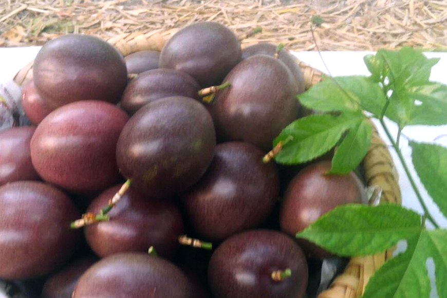 【 期間限定 2026年 発送 】 糸満産 糸ちゃん パッションフルーツ ＜ 家庭用 ／ 1kg ＞ 果物 フルーツ くだもの 1キロ 数量限定 沖縄 果実 南国フルーツ 沖縄県産 美味しい 甘い あまい 甘み 酸味 爽やか 産地直送 農家直送 産直 沖縄県 糸満市