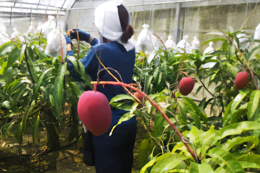 【先行予約 2026年 発送】かねよしマンゴーの甘くとろける マンゴー 2kg 家庭用 沖縄県産 アップルマンゴー アーウィンマンゴー 国産 完熟マンゴー 果物 南国 くだもの フルーツ 完熟 夏 旬 特産品 沖縄 お取り寄せ お土産 甘い 濃厚 糸満市