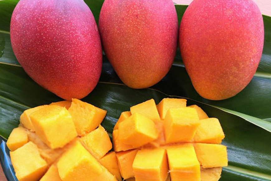 ã å
è¡äºçŽ 2026幎 çºé ã ã«ãã·ããã³ãŽãŒèŸ²å å®çãã³ãŽãŒ èŽççš ãã³ãŽãŒ æ²çžçç£ ãã³ãŽãŒ 2kg ã¢ããã«ãã³ãŽãŒ ã¢ãŒãŠã£ã³ãã³ãŽãŒ åœç£ å®çãã³ãŽãŒ æç© ååœ ãã ãã® ãã«ãŒã å®ç å€ æ¬ æ²çž ãåãå¯ã çã æ¿å 糞æºåž