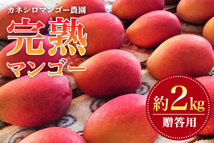 【 先行予約 2026年 発送 】 カネシロマンゴー農園 完熟マンゴー 贈答用 マンゴー 沖縄県産 マンゴー 2kg アップルマンゴー アーウィンマンゴー 国産 完熟マンゴー 果物 南国 くだもの フルーツ 完熟 夏 旬 沖縄 お取り寄せ 甘い 濃厚 糸満市
