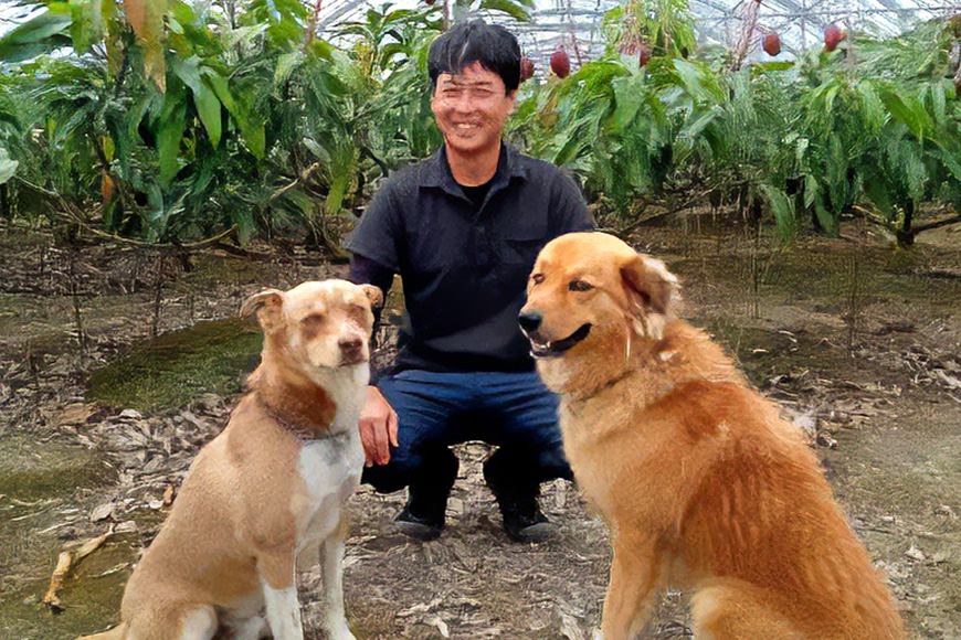 【先行予約 2026年 発送】かねよしマンゴーの甘くとろける マンゴー 2kg 家庭用 沖縄県産 アップルマンゴー アーウィンマンゴー 国産 完熟マンゴー 果物 南国 くだもの フルーツ 完熟 夏 旬 特産品 沖縄 お取り寄せ お土産 甘い 濃厚 糸満市