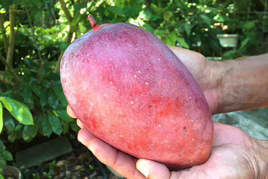 【2026年発送】小池さん家が丁寧に育てた アップルマンゴー 1kg 沖縄県産 マンゴー アーウィンマンゴー 1キロ 国産 完熟マンゴー 果物 南国 くだもの フルーツ 完熟 夏 旬 沖縄 お取り寄せ 産地直送 農家直送 甘い 濃厚 糸満市