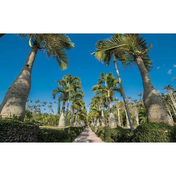 東南植物楽園 入園券 ＆ ランチ券 (大人2名) 入場券 チケット 植物園 テーマパーク 観光 沖縄市 / 株式会社東南植物楽園 [BCBY005]