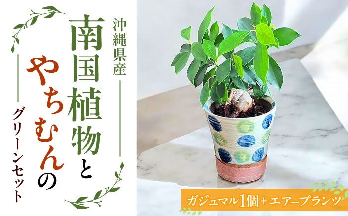 南国植物とやちむんのグリーンセット 観葉植物 エアープランツ インテリア 雑貨 小物 おしゃれ ナチュラル 沖縄市 / 草花屋ふれあい [BCDX001]
